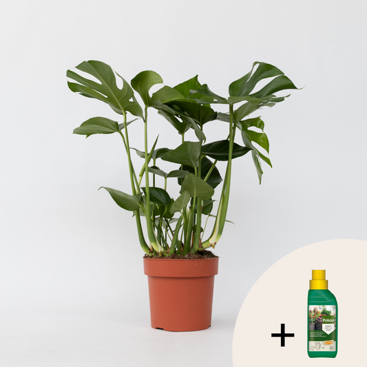 Other Green Houseplants Fensterblatt - Monstera Deliciosa - Höhe 70-80Cm - ⌀21Cm