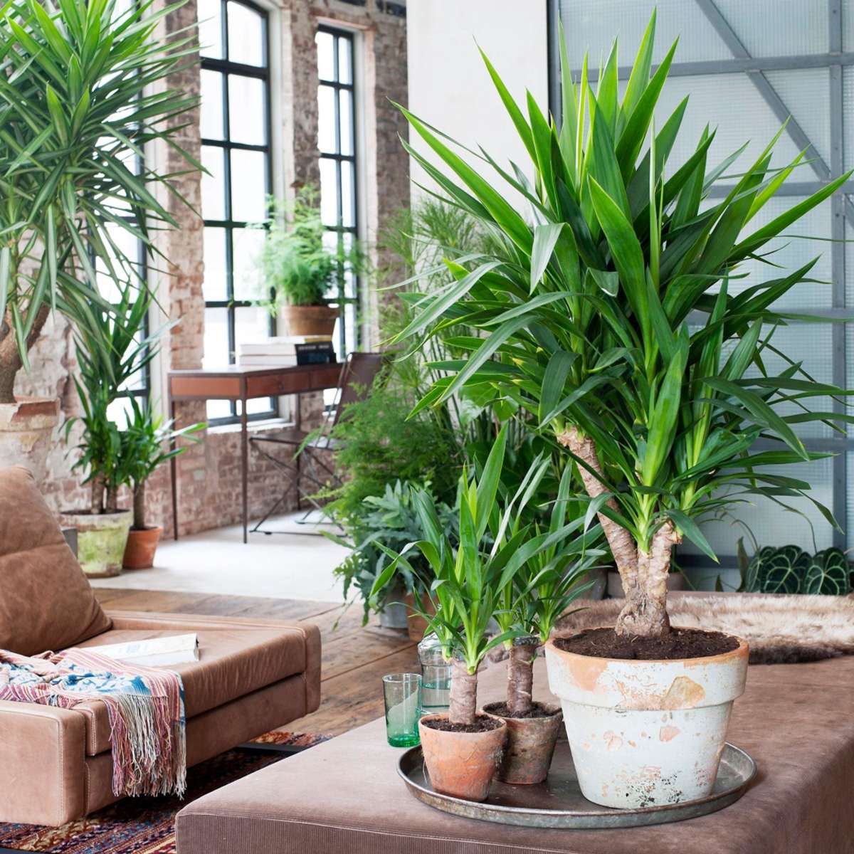 Other Green Houseplants Palmlilie - 6 Stk - Yucca Elephantipes - Höhe 50-60Cm - ⌀14Cm