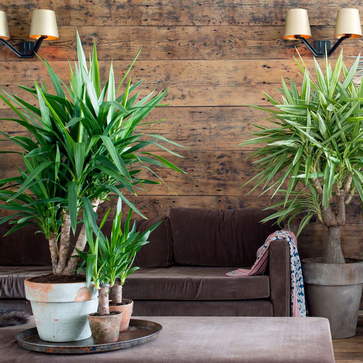 Other Green Houseplants Palmlilie - 6 Stk - Yucca Elephantipes - Höhe 50-60Cm - ⌀14Cm