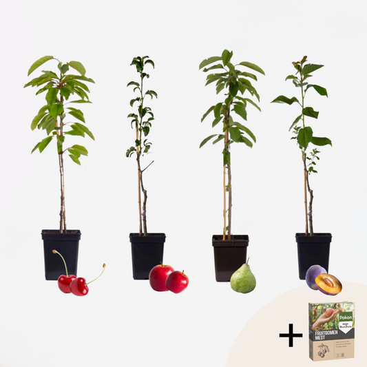 Other Garden Plants Obstbäume - 4 Stk - Malus, Pryus, Prunus - Höhe 60-70Cm - ⌀9Cm