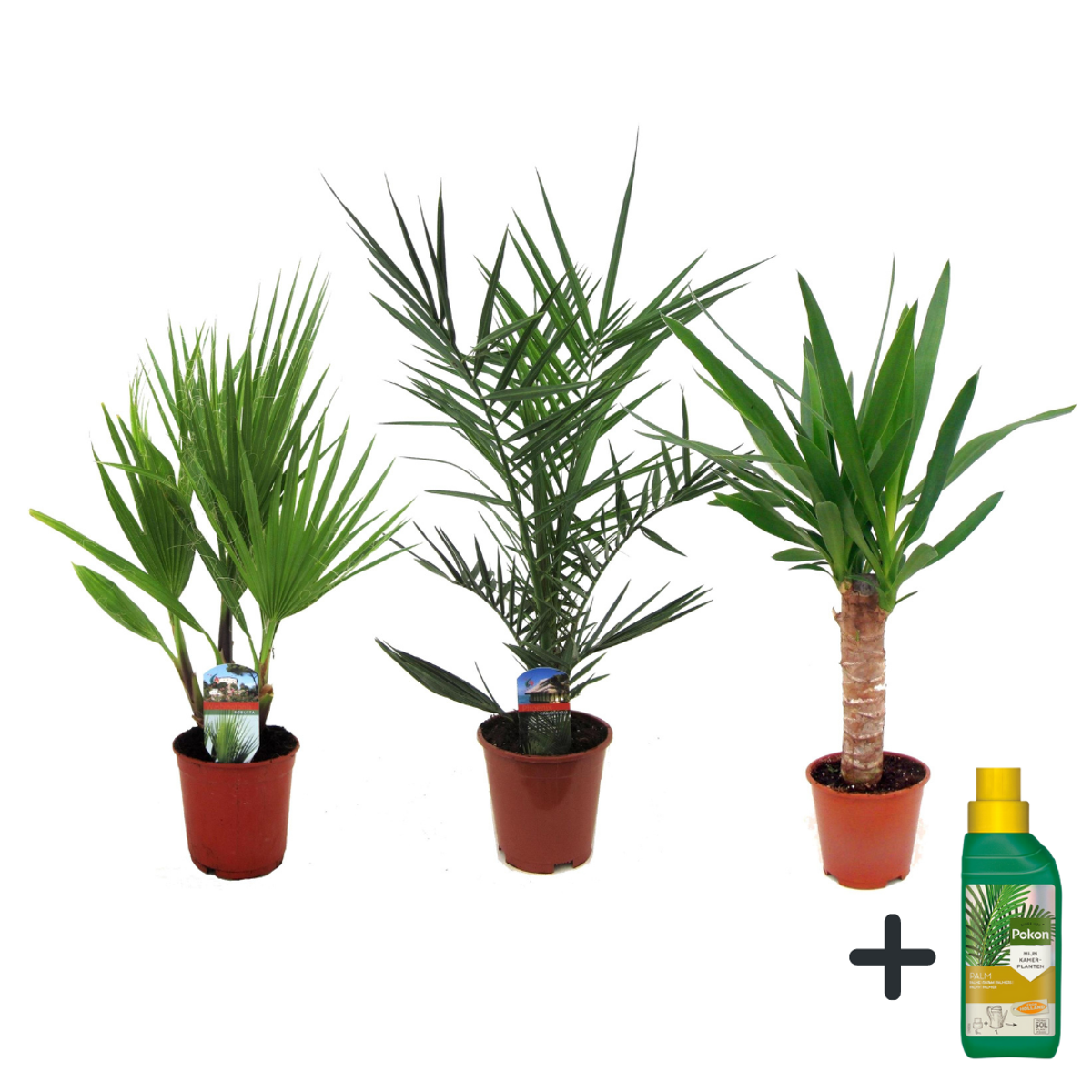 Other Green Houseplants Zimmerpalmen-Mix - 3 Stk - Indoor Palmmix - Pokon - Höhe 50-70Cm - ⌀14Cm