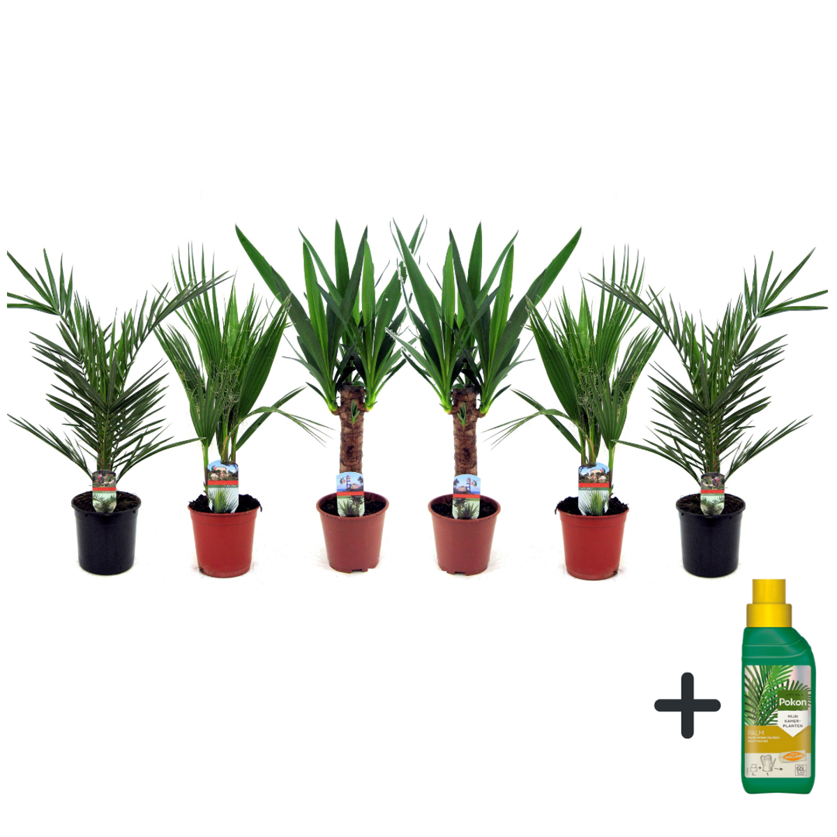 Other Green Houseplants Zimmerpalmen-Mix - 6 Stk - Indoor Palmmix - Pokon - Höhe 50-70Cm - ⌀14Cm