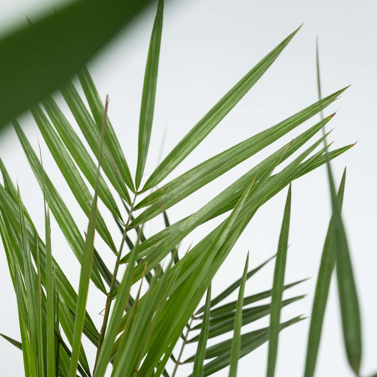 Other Green Houseplants Zimmerpalmen-Mix - 6 Stk - Indoor Palmmix - Pokon - Höhe 50-70Cm - ⌀14Cm