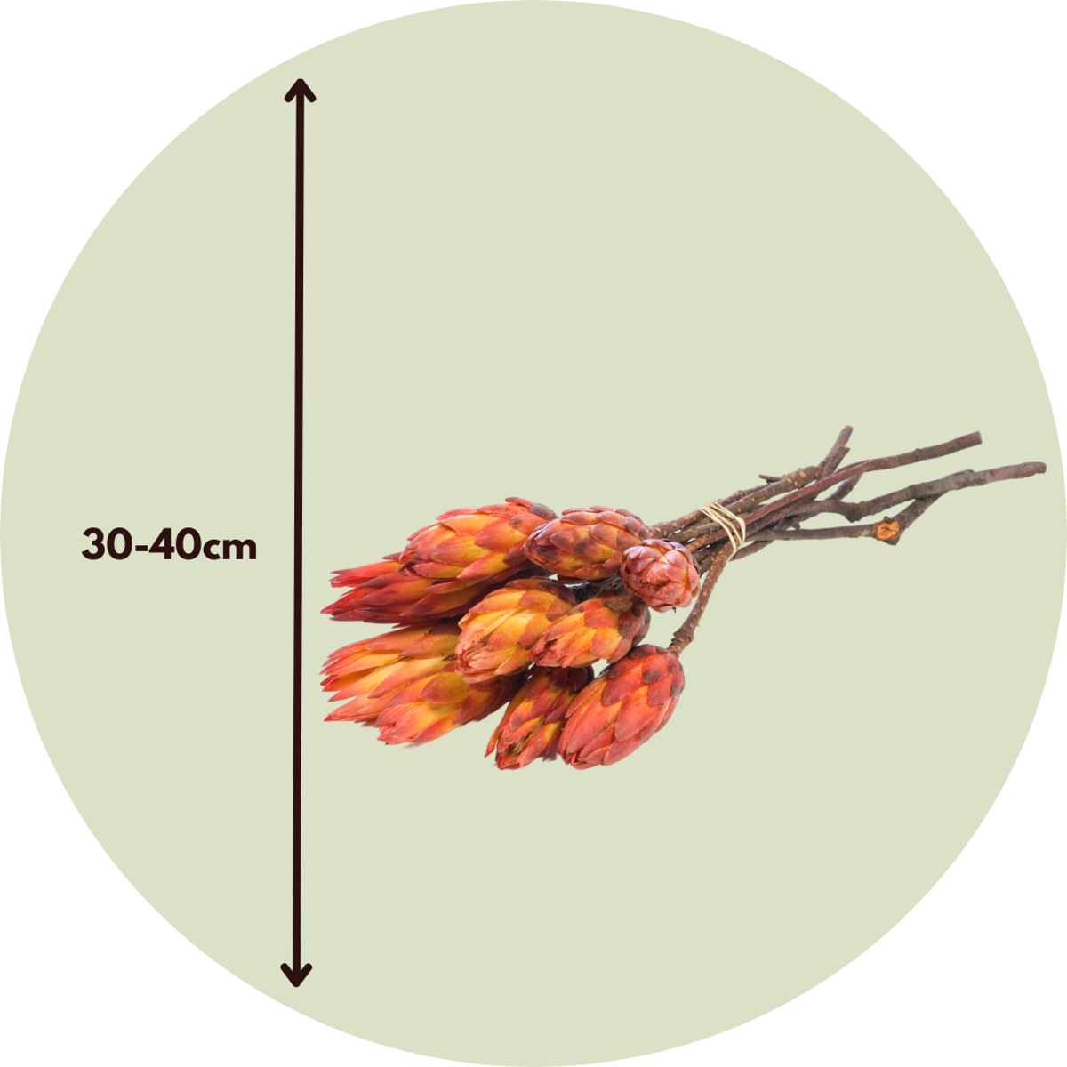 Dried Flowers Getrocknete Blumen - 5 Stk. - Strauß 'Protea Pendula Red'