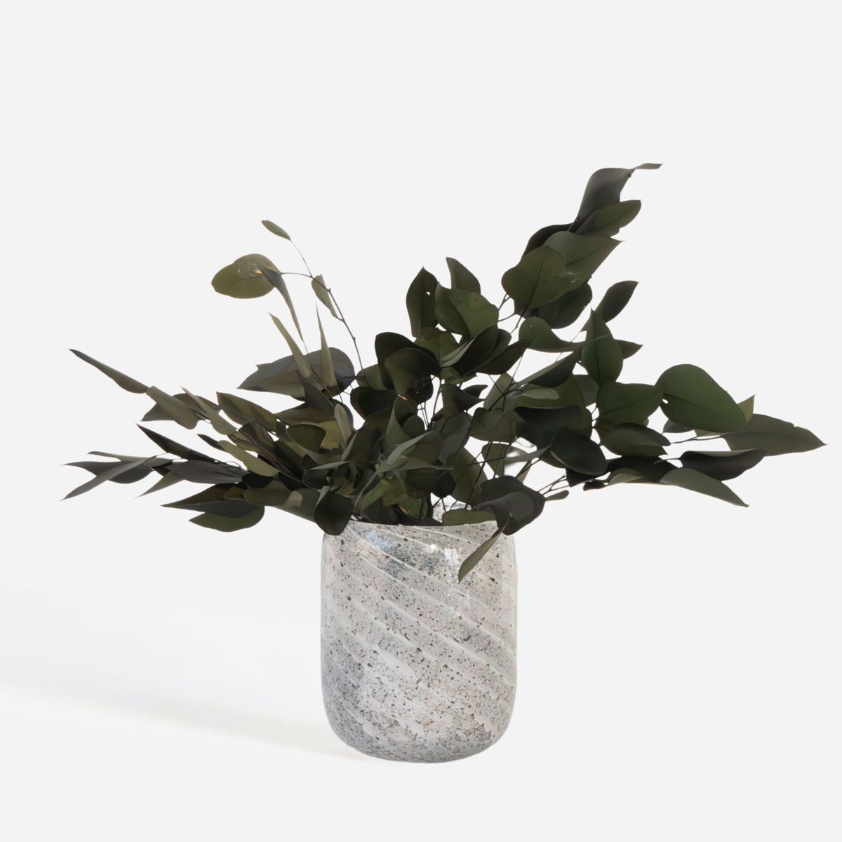 Dried Flowers Eucalyptus Stuartiana - Getrockneter Eukalyptus - Höhe 40-50 Cm