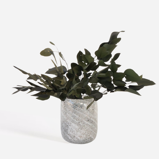 Dried Flowers Eucalyptus Stuartiana - Getrockneter Eukalyptus - Höhe 40-50 Cm