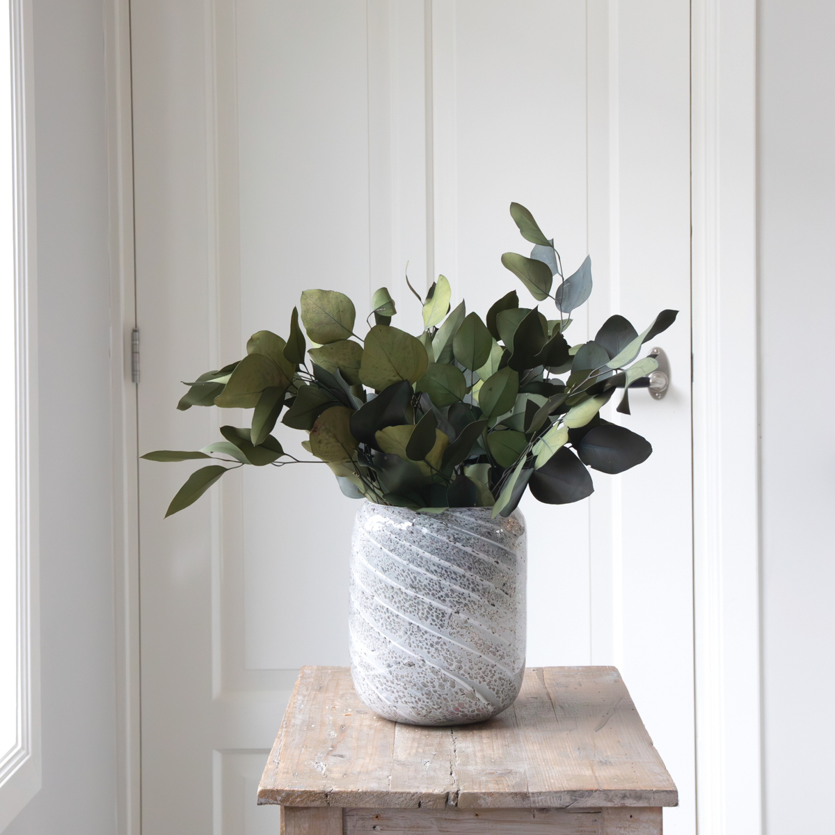 Dried Flowers Eucalyptus Stuartiana - Getrockneter Eukalyptus - Höhe 40-50 Cm