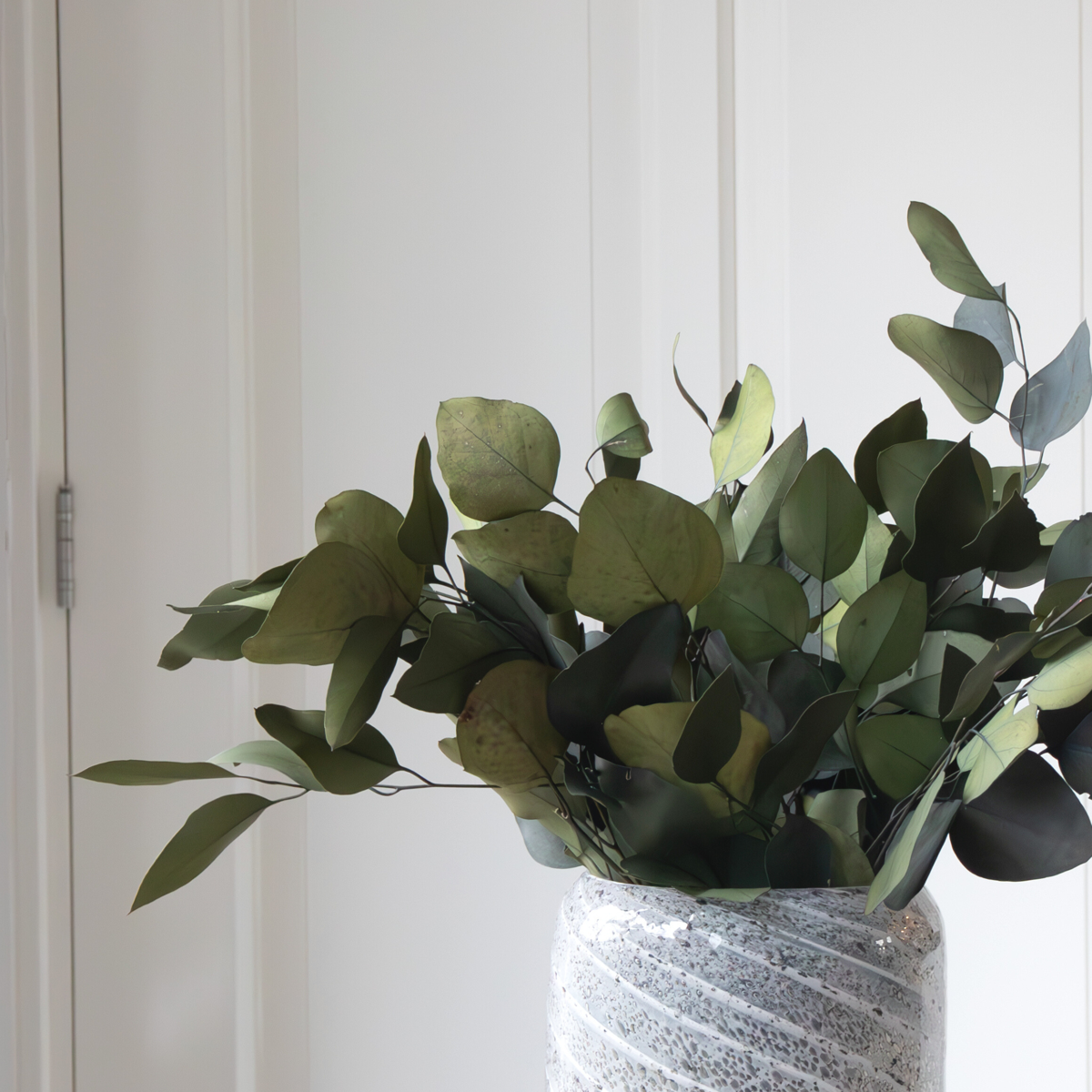 Dried Flowers Eucalyptus Stuartiana - Getrockneter Eukalyptus - Höhe 40-50 Cm