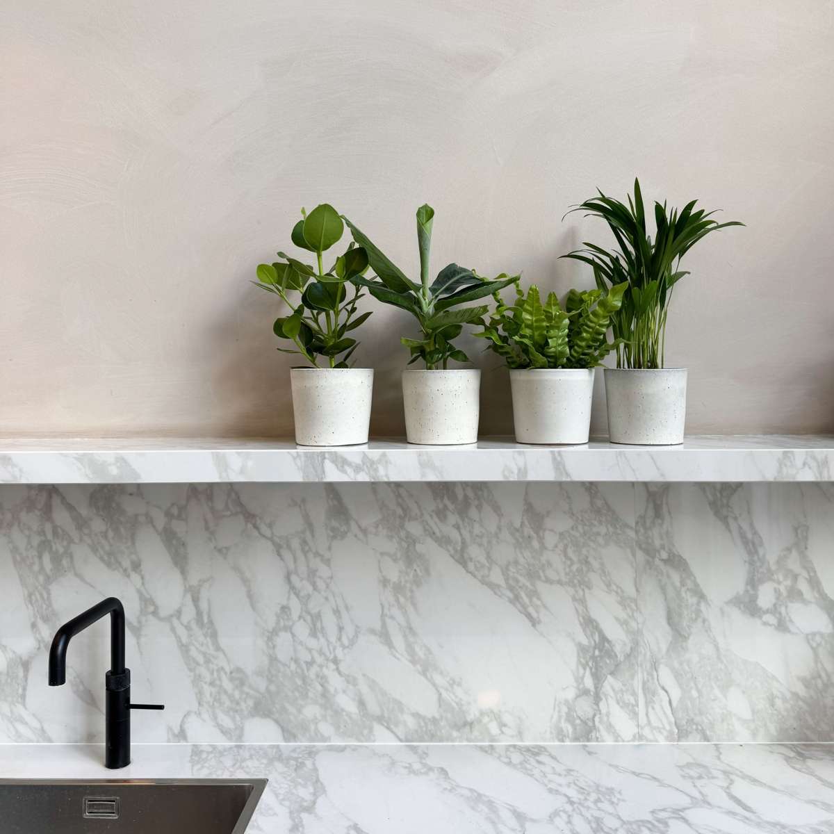 Indoor Palms Zimmerpflanzen 'Grünes Quartett' - 4 Stk - Höhe 25-40Cm - ⌀12Cm