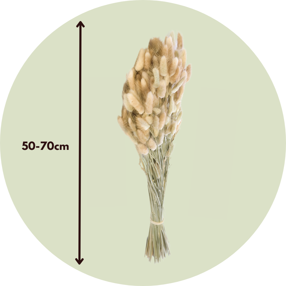 Dried Flowers Getrocknete Blumen - Strauß 'Lagurus Bunny Ears'