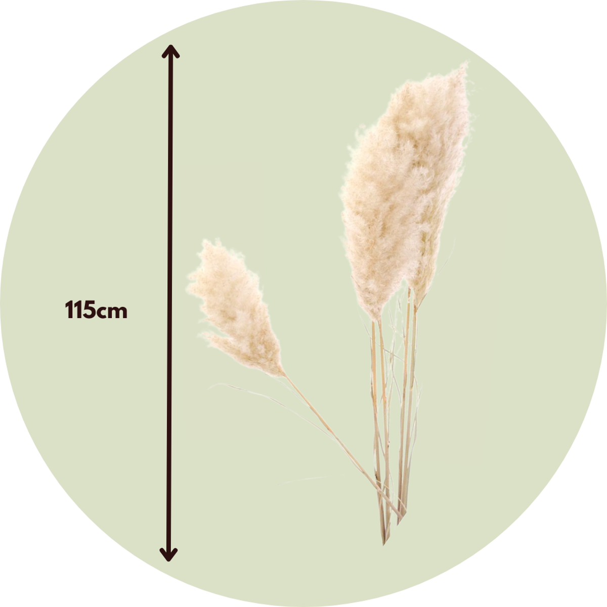 Dried Flowers Getrocknete Blumen - 5 Stk. - Dryflower 'Cortaderia Plum'