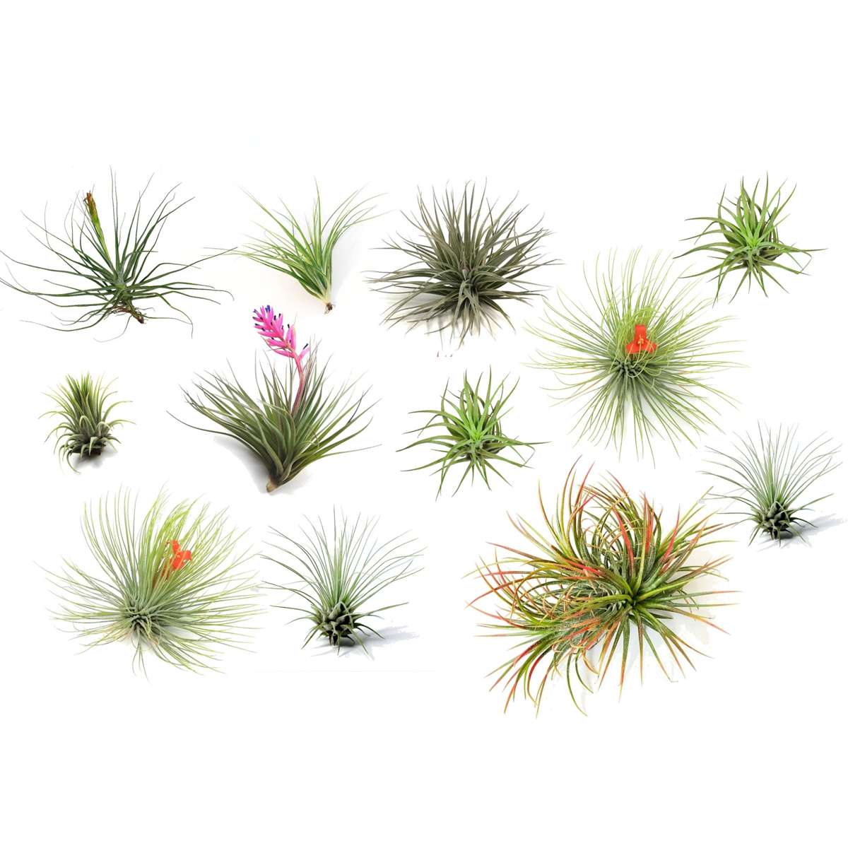 Tillandsia Tillandsien Luftpflanzen - 12 Stk - Tillandsia - Höhe 5-15Cm - ⌀5Cm