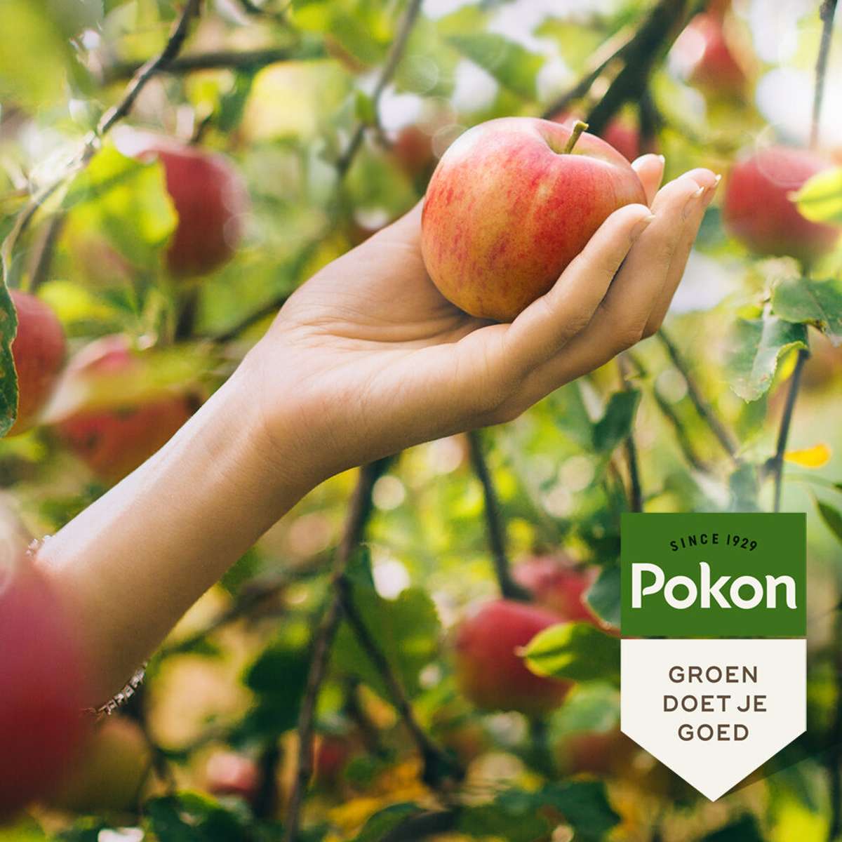 Plant Food Pokon Bio-Obstbaumdünger - 1 Kg