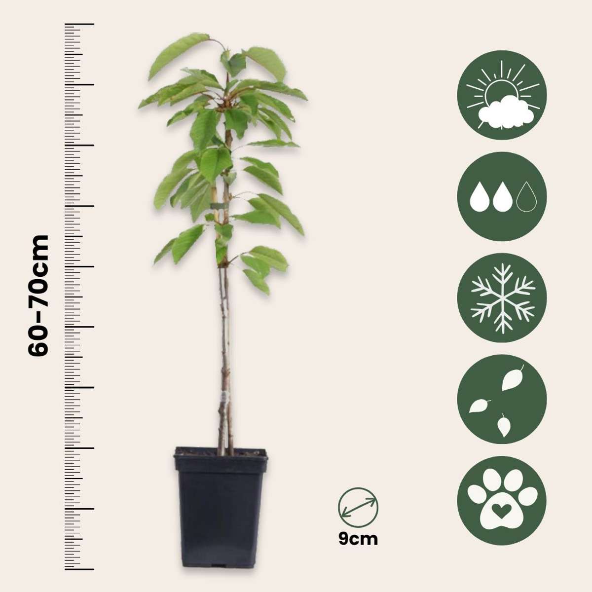 Fruit Trees Fruchtsäulen - 6 Stk - Apfel, Birne - Höhe 60-70Cm - ⌀9Cm