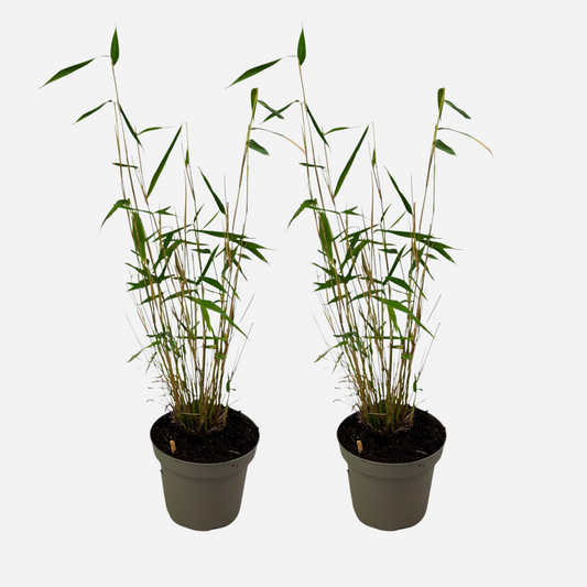 Bamboo Shrubs Bambus - 2 Stk - Fargesia Papyrifera 'Blue Dragon' - Höhe 30-40Cm - ⌀13Cm