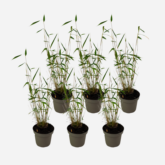 Bamboo Shrubs Bambus - 6 Stk - Fargesia Papyrifera 'Blue Dragon' - Höhe 30-40Cm - ⌀13Cm