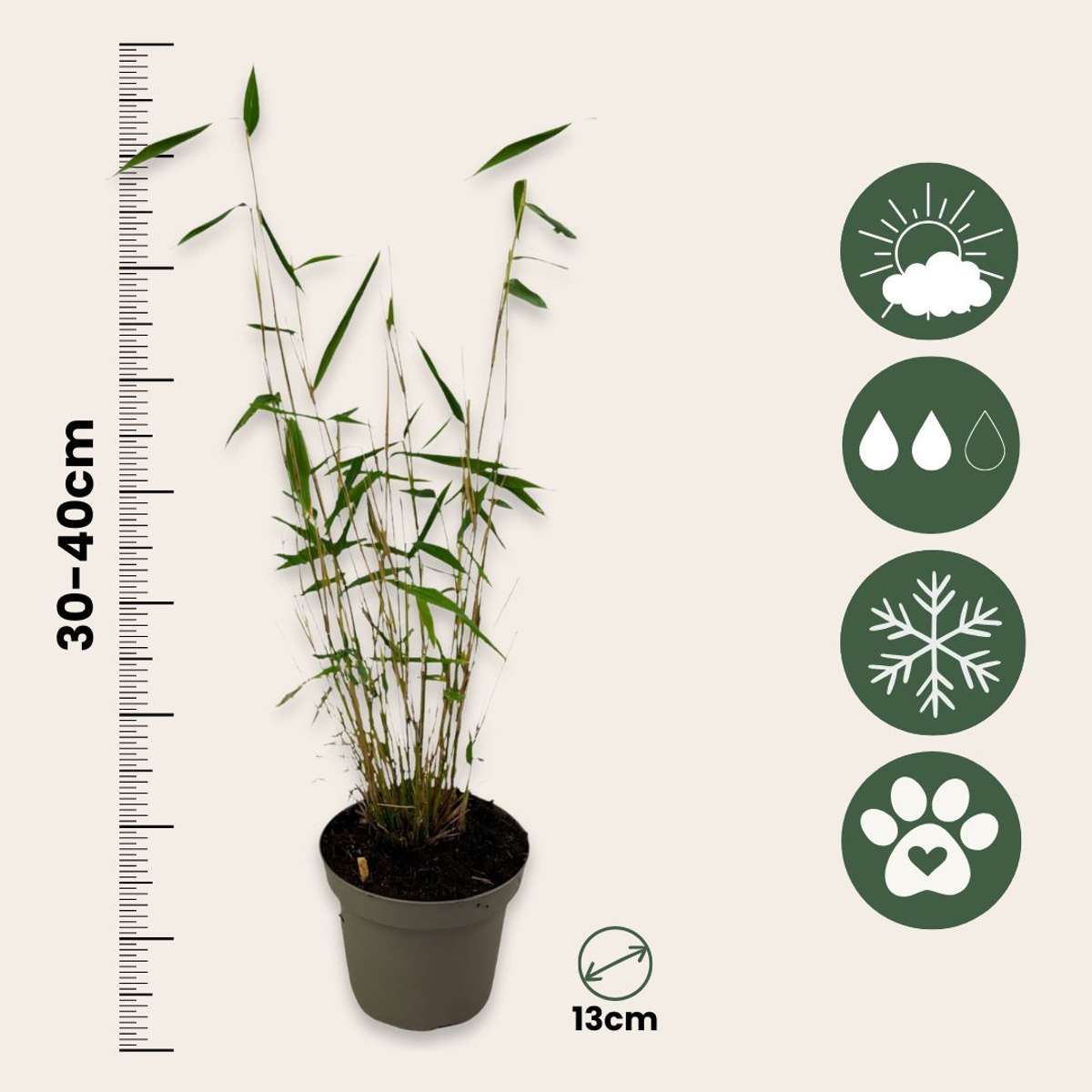 Bamboo Shrubs Bambus - 6 Stk - Fargesia Papyrifera 'Blue Dragon' - Höhe 30-40Cm - ⌀13Cm