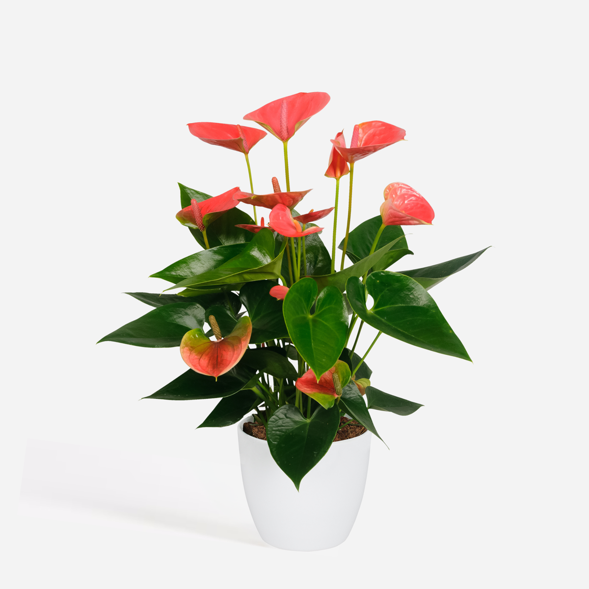 Blooming Houseplants Flamingoblume - Anthurium 'Sweet Dream' - Höhe 35-45Cm - Ø12Cm