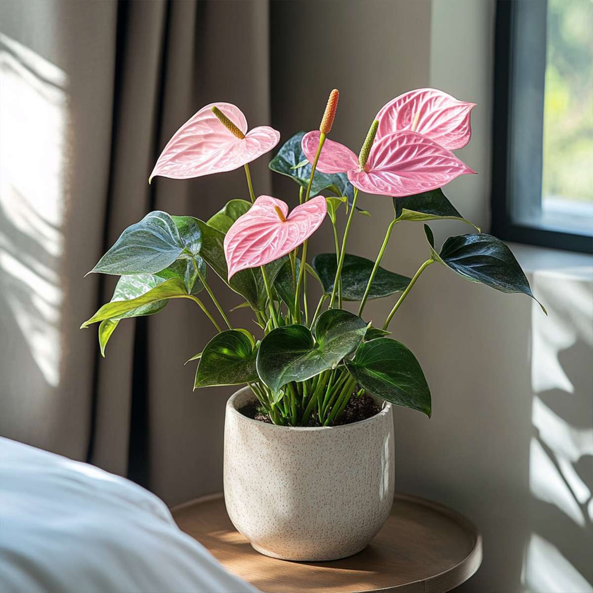 Blooming Houseplants Flamingoblume - Anthurium 'Sweet Dream' - Höhe 35-45Cm - Ø12Cm