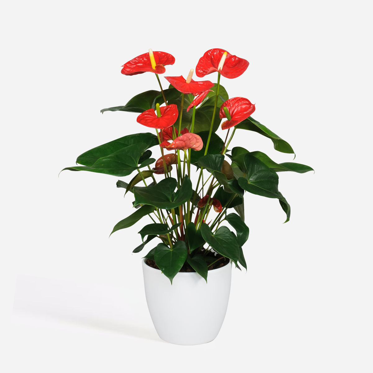Blooming Houseplants Flamingoblume - Anthurium 'Madural Red' - Höhe 55-70Cm - Ø17Cm