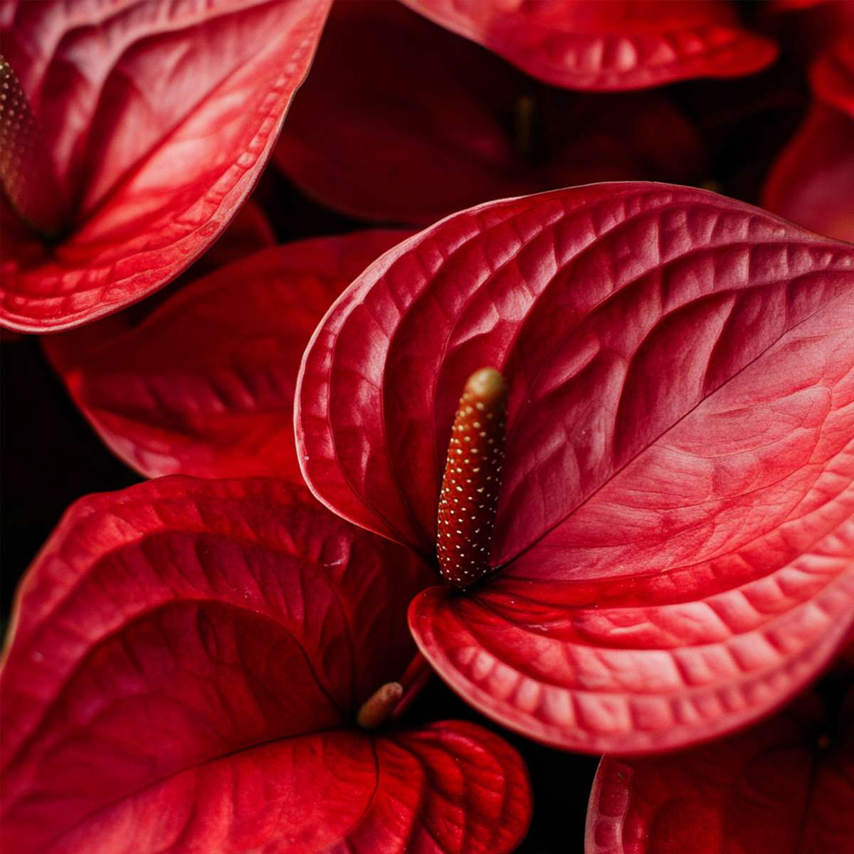 Blooming Houseplants Flamingoblume - Anthurium 'Madural Red' - Höhe 55-70Cm - Ø17Cm