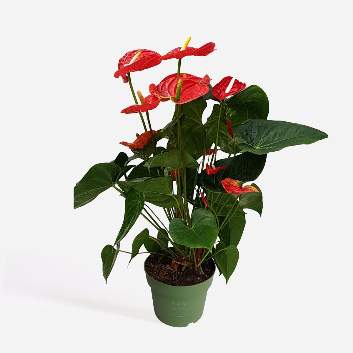 Blooming Houseplants Flamingoblume - Anthurium 'Madural Red' - Höhe 55-70Cm - Ø17Cm
