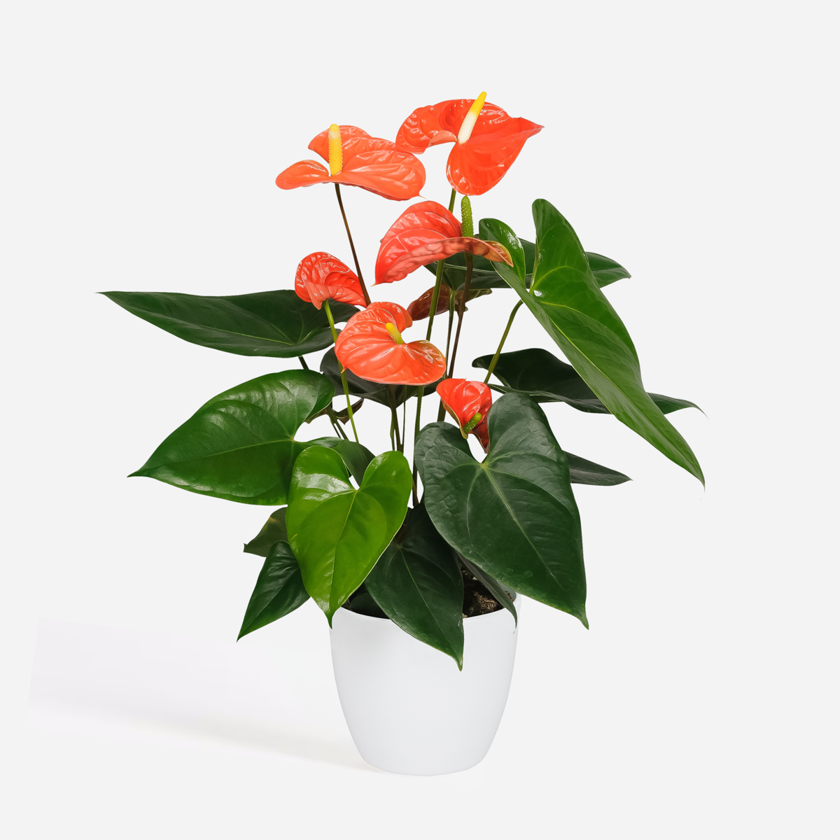 Blooming Houseplants Flamingoblume - Anthurium 'Madural Orange' - Höhe 40-55Cm - Ø14Cm
