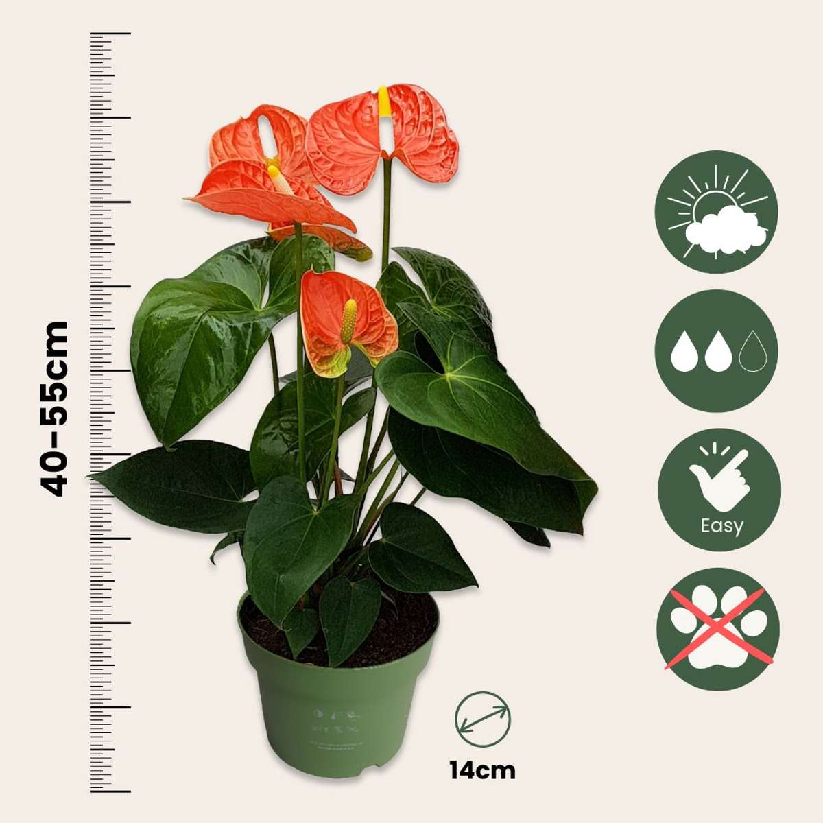 Blooming Houseplants Flamingoblume - Anthurium 'Madural Orange' - Höhe 40-55Cm - Ø14Cm