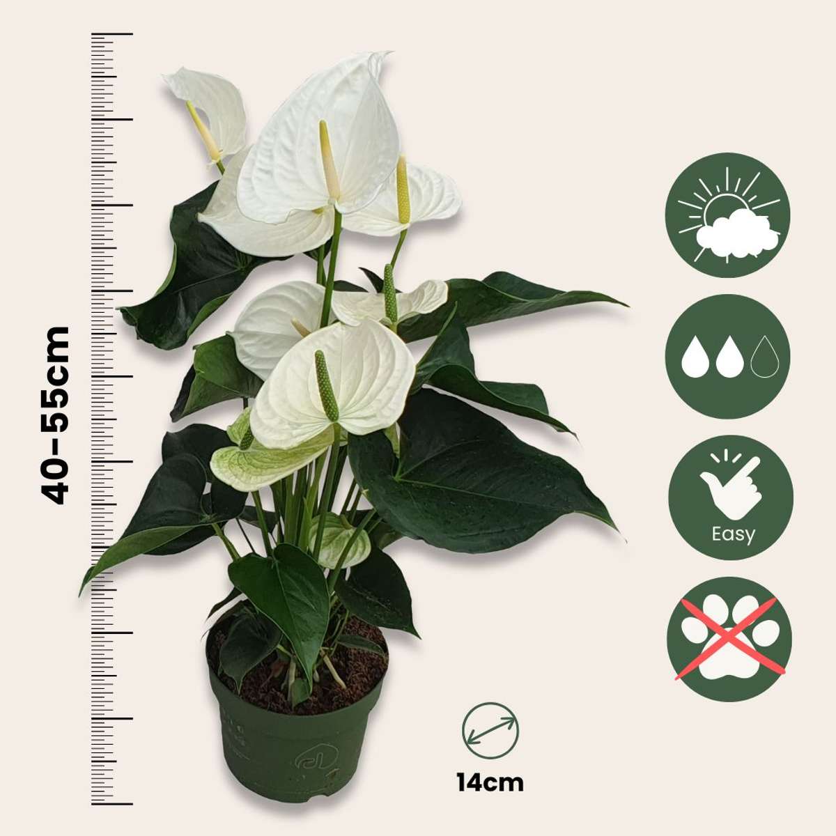Blooming Houseplants Flamingoblume - Anthurium 'Alaska White' - Höhe 55-70Cm - Ø17Cm