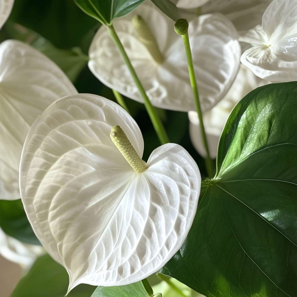 Blooming Houseplants Flamingoblume - Anthurium 'Alaska White' - Höhe 55-70Cm - Ø17Cm