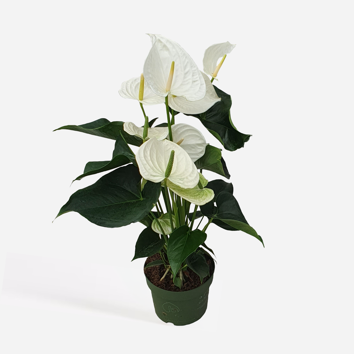 Blooming Houseplants Flamingoblume - Anthurium 'Alaska White' - Höhe 55-70Cm - Ø17Cm