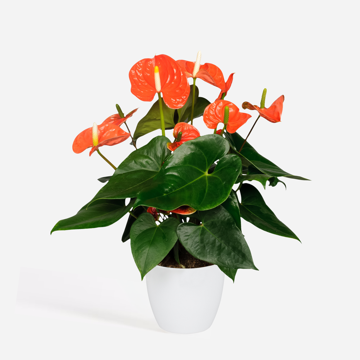 Blooming Houseplants Flamingoblume - Anthurium 'Madural Orange' - Höhe 55-70Cm - Ø17Cm