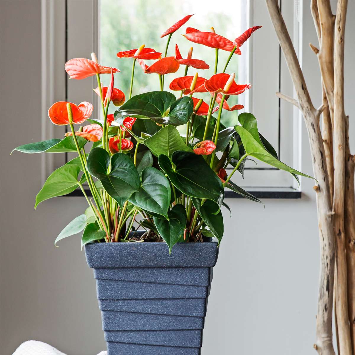 Blooming Houseplants Flamingoblume - Anthurium 'Madural Orange' - Höhe 55-70Cm - Ø17Cm
