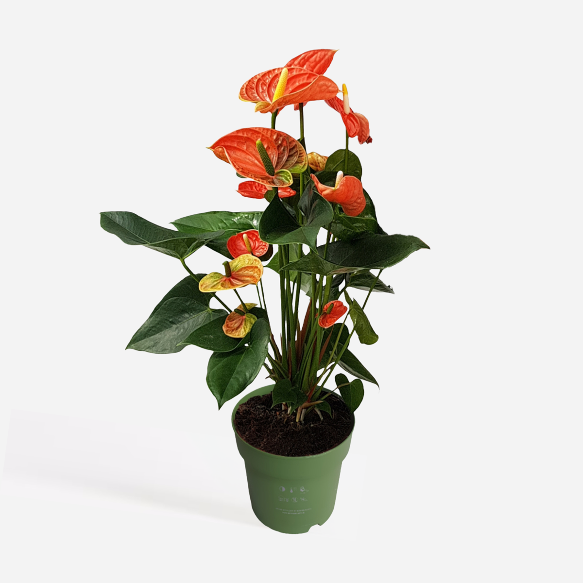 Blooming Houseplants Flamingoblume - Anthurium 'Madural Orange' - Höhe 55-70Cm - Ø17Cm