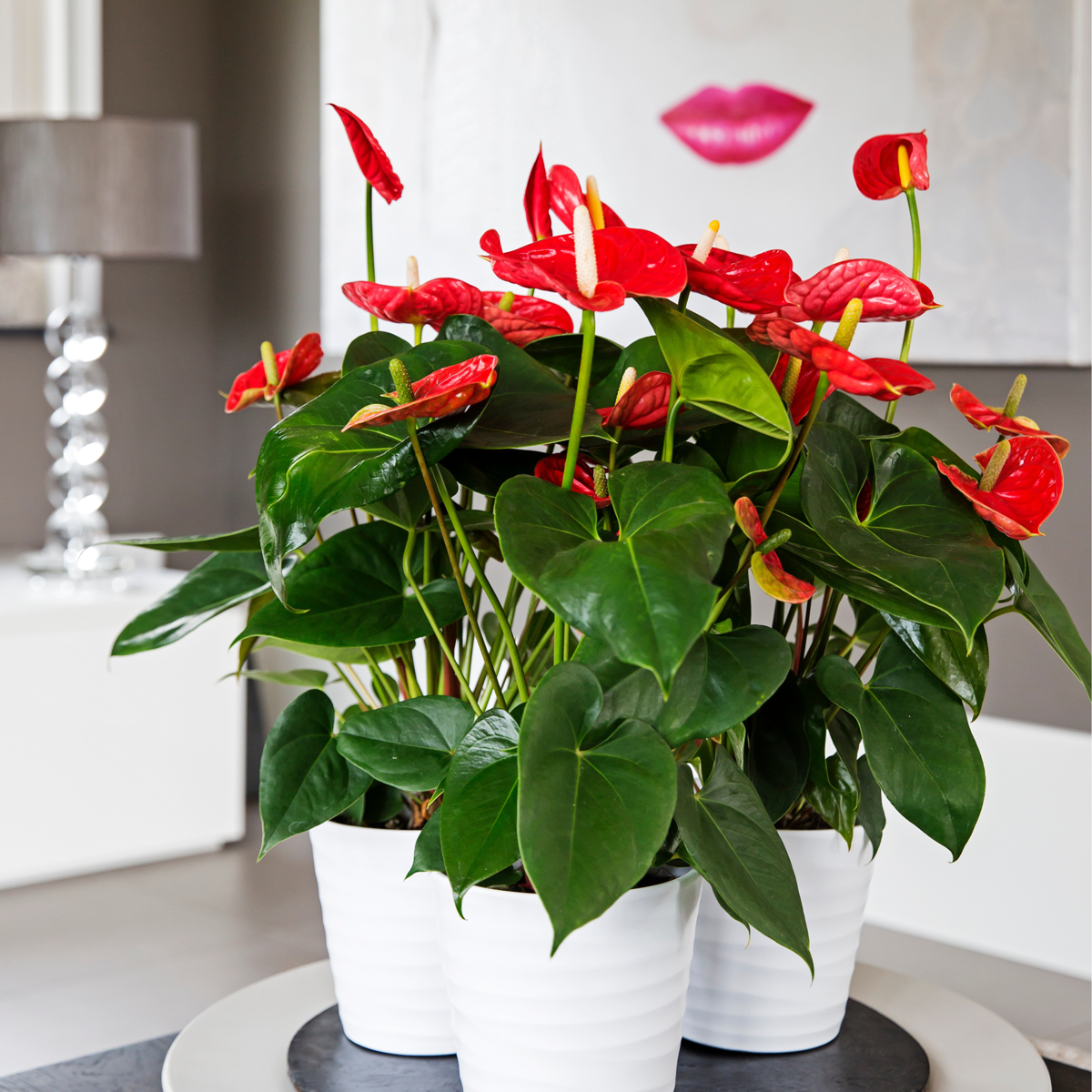 Blooming Houseplants Flamingoblume - Anthurium 'Madural Red' - Höhe 40-45Cm - Ø14Cm