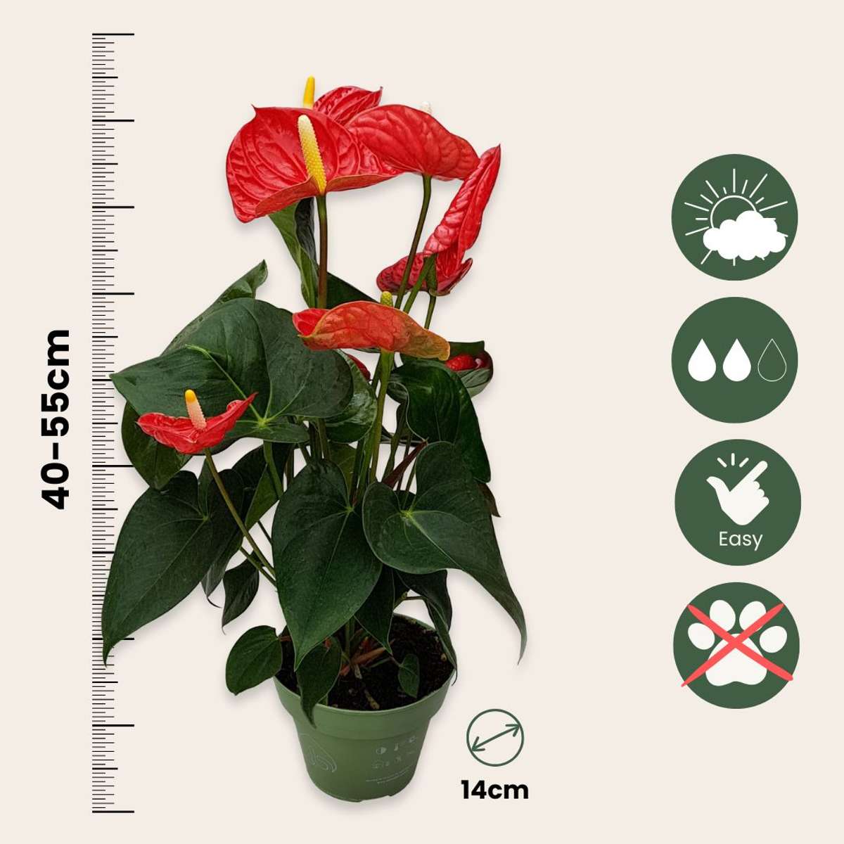 Blooming Houseplants Flamingoblume - Anthurium 'Madural Red' - Höhe 40-45Cm - Ø14Cm