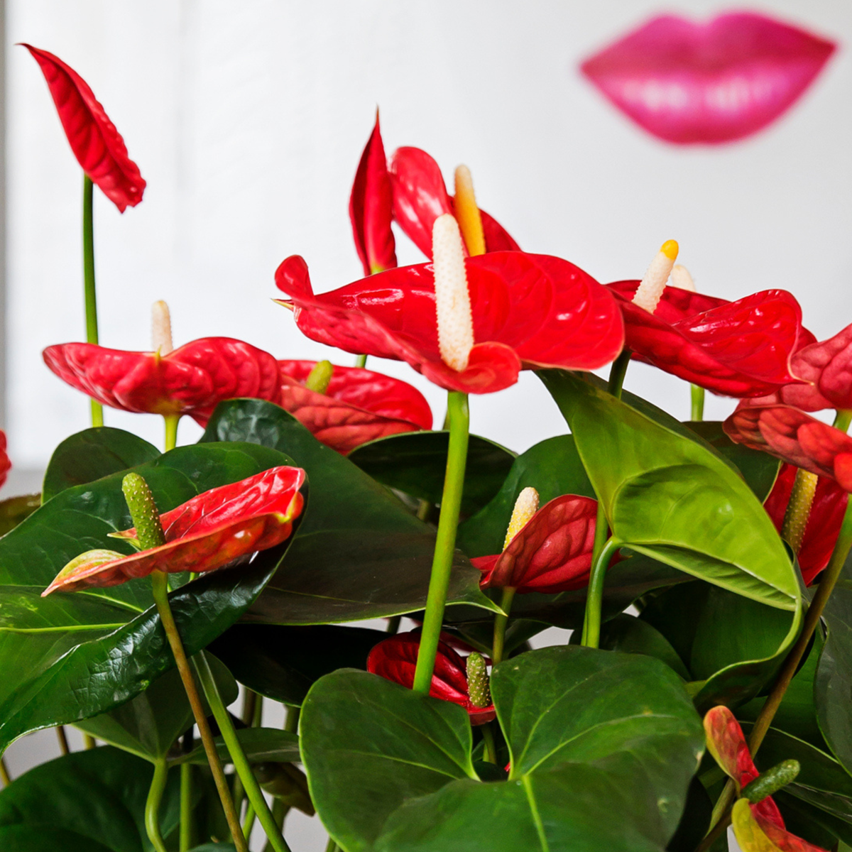 Blooming Houseplants Flamingoblume - Anthurium 'Madural Red' - Höhe 40-45Cm - Ø14Cm