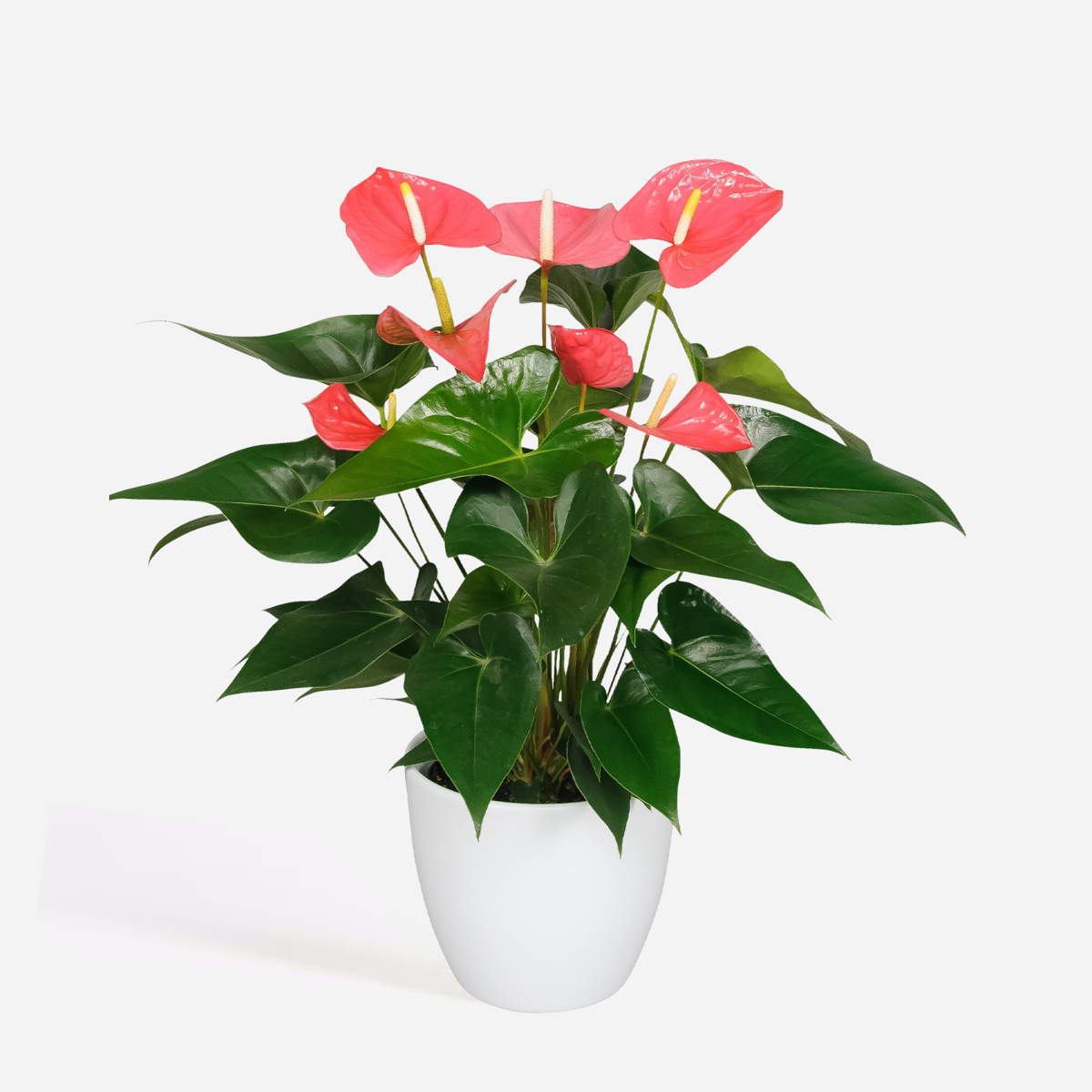 Blooming Houseplants Flamingoblume - Anthurium 'Maine Pink' - Höhe 55-70Cm - Ø17Cm