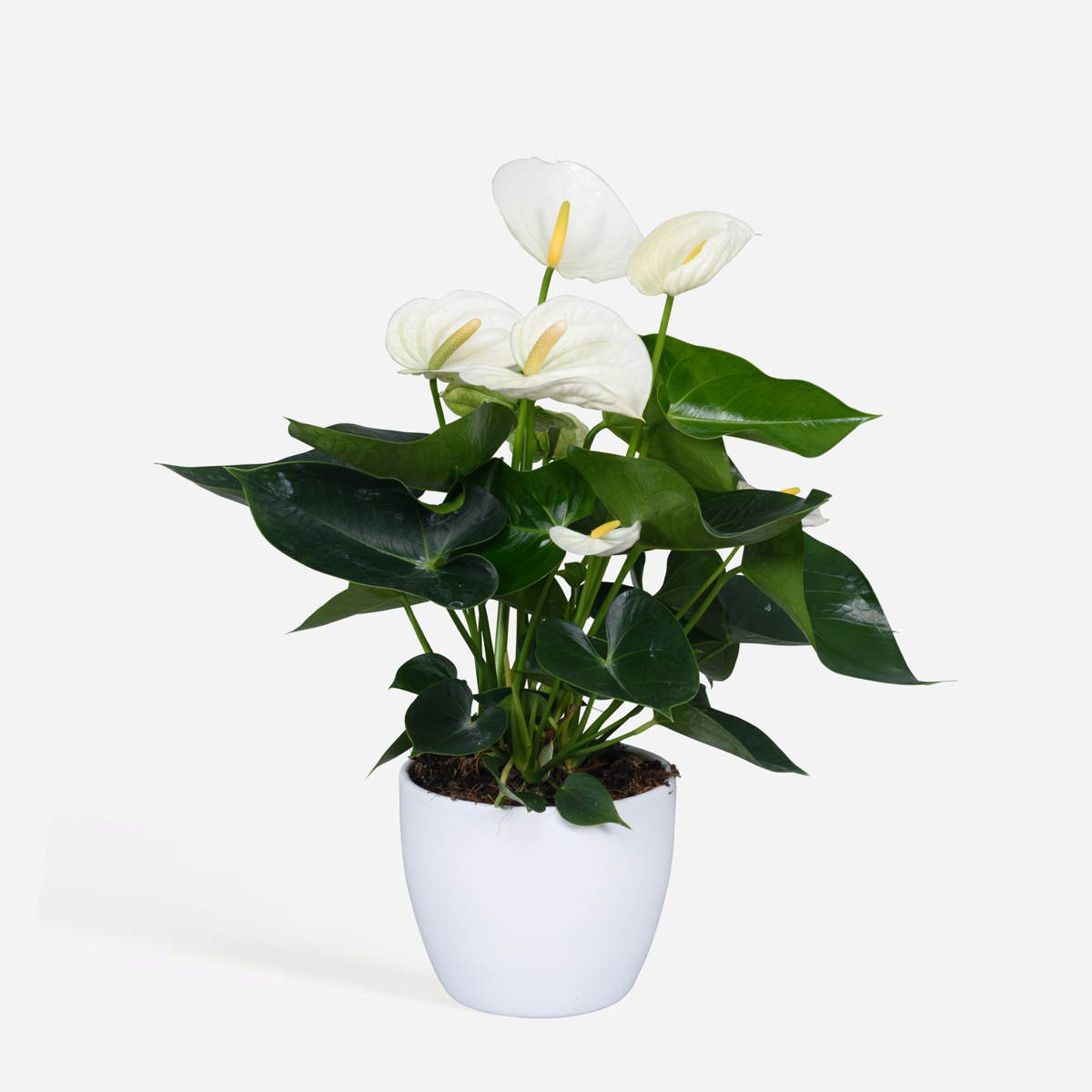 Blooming Houseplants Flamingoblume - Anthurium 'Alpine White' - Höhe 40-55Cm - Ø14Cm