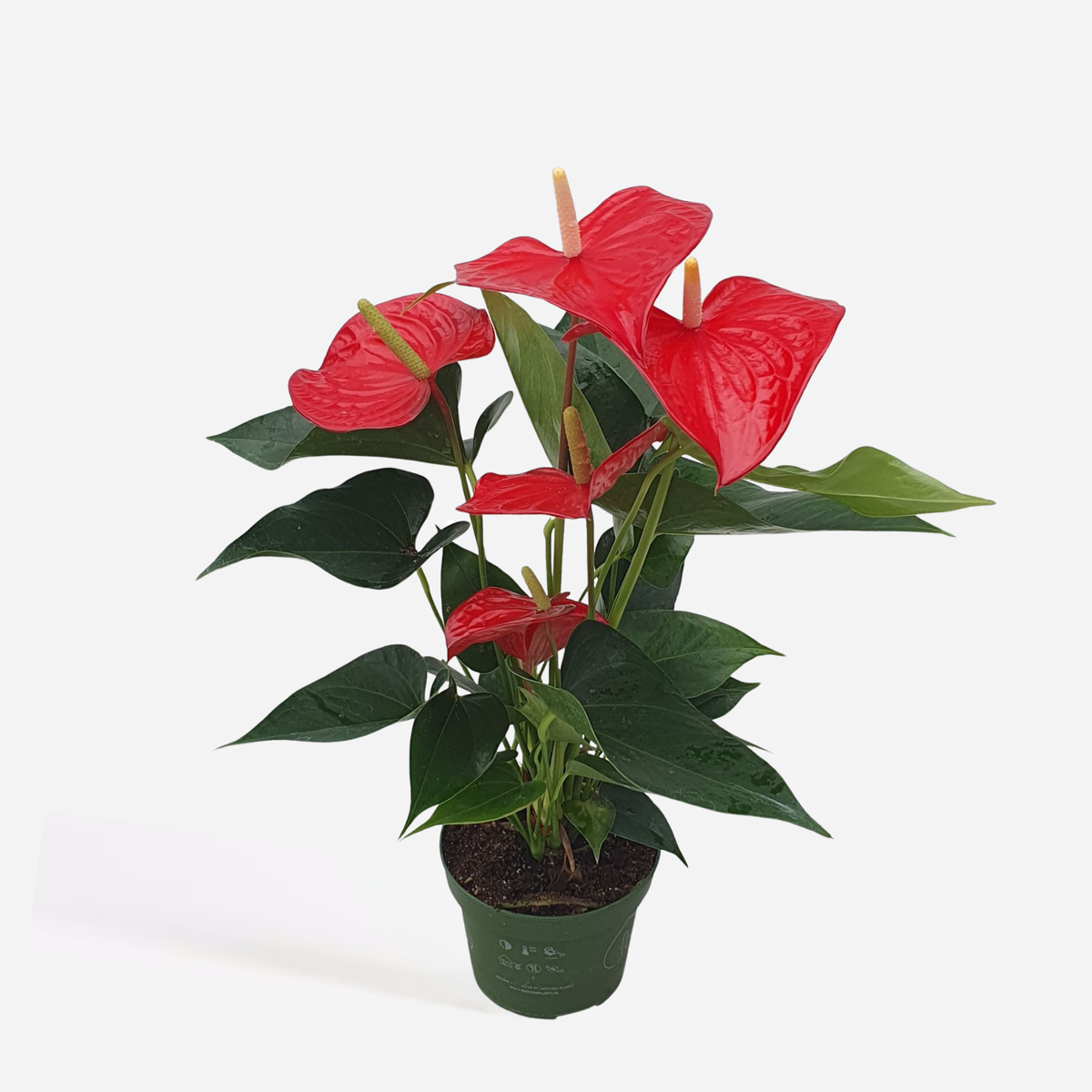 Blooming Houseplants Flamingoblume - Anthurium 'Royal Champion' - Höhe 35-45Cm - Ø12Cm