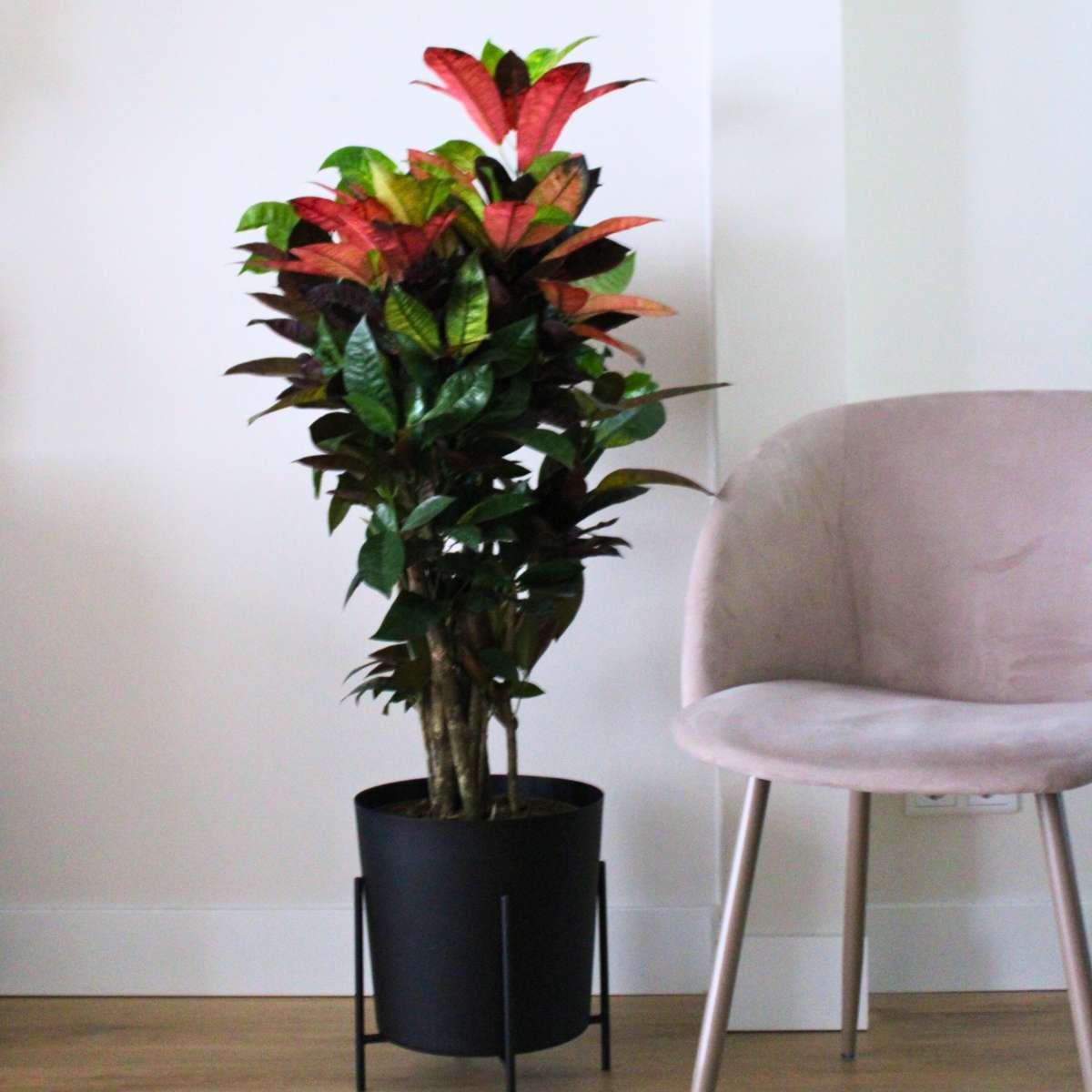 Other Green Houseplants Kroton - Codiaeum Variegatum 'Mrs. Iceton' - Höhe 90-100Cm - Topf 27Cm