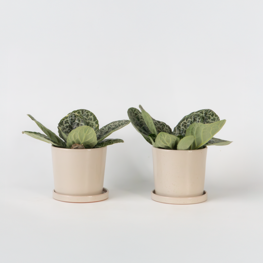 Other Green Houseplants Drehfrucht - 2Er-Set - Streptocarpus 'Pretty Turtle' - Höhe 25-35Cm - ⌀13Cm