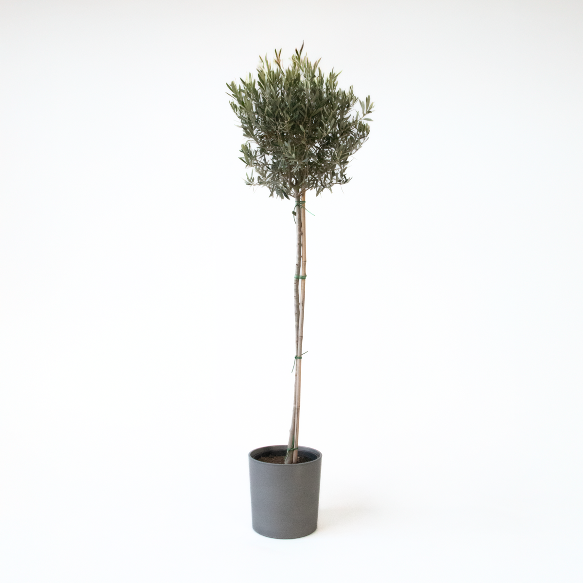 Olive Trees Olivenbaum - Olea Europaea - Höhe 155-170Cm - ⌀19Cm