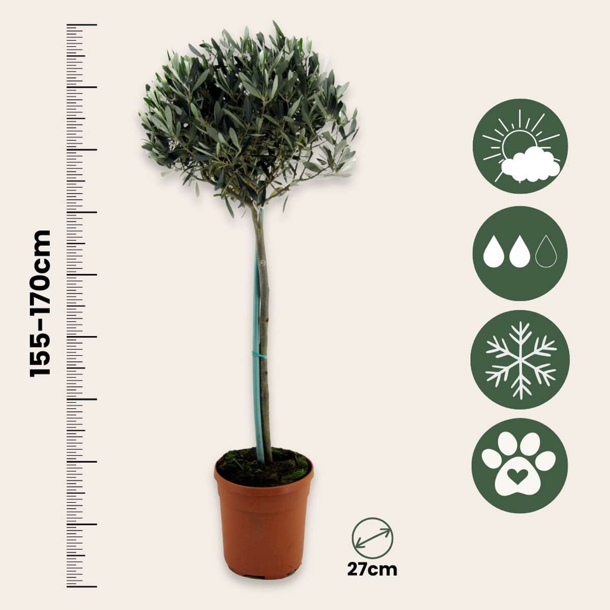 Olive Trees Olivenbaum - Olea Europaea - Höhe 155-170Cm - ⌀19Cm