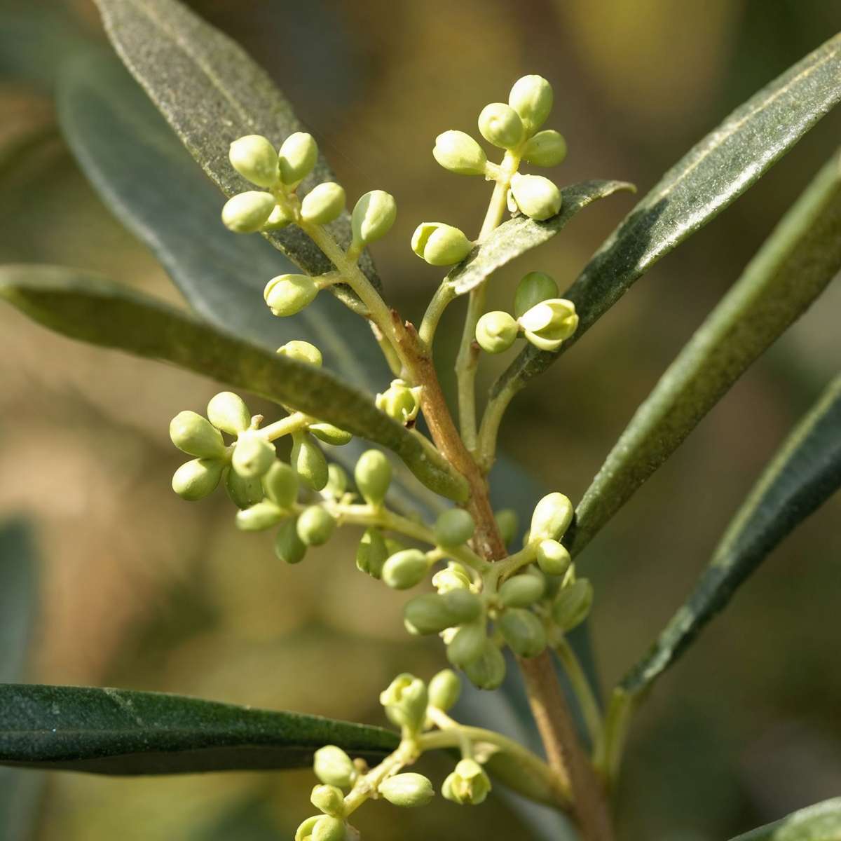 Olive Trees Olivenbaum - Olea Europaea - Höhe 155-170Cm - ⌀19Cm