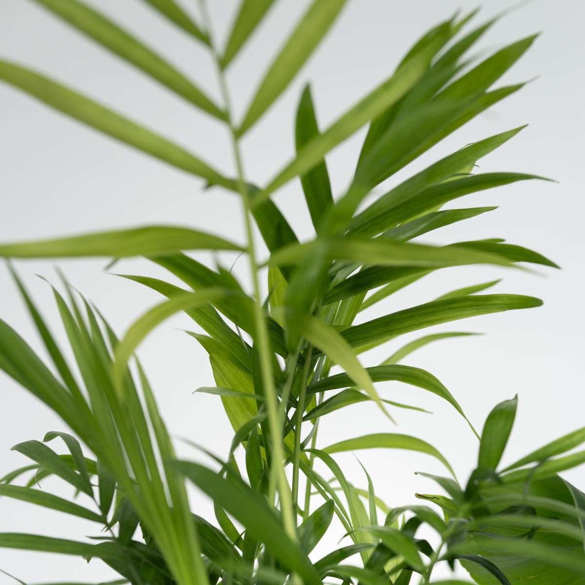 Other Green Houseplants Vier Pflanzen - 4 Stk - Chamaedorea Musa Syngonium Coffea - Höhe 25-40Cm - ⌀12Cm