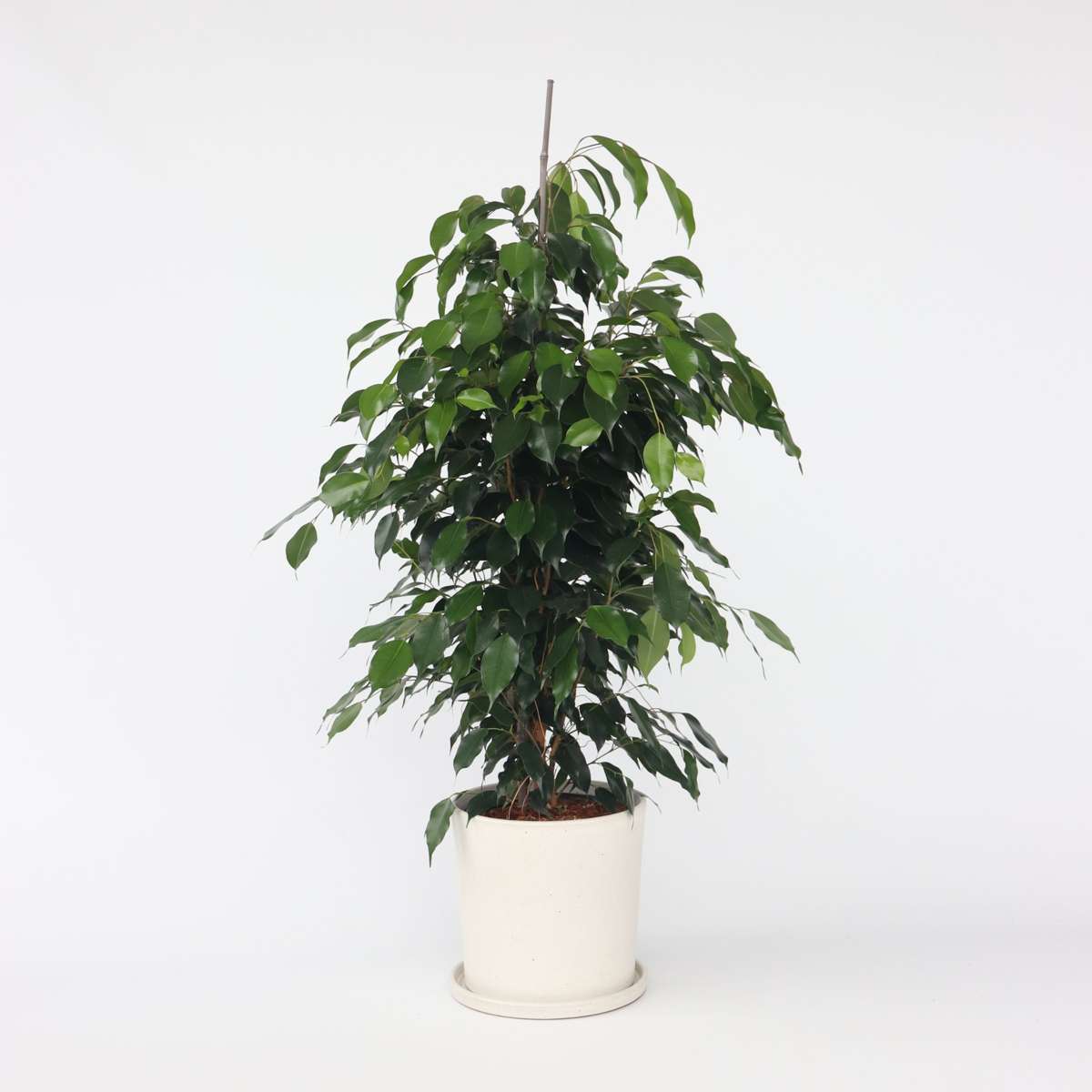 Ficus Geigenpflanze - Ficus Benjamina 'Danielle' - Höhe 100-110Cm - ⌀21Cm