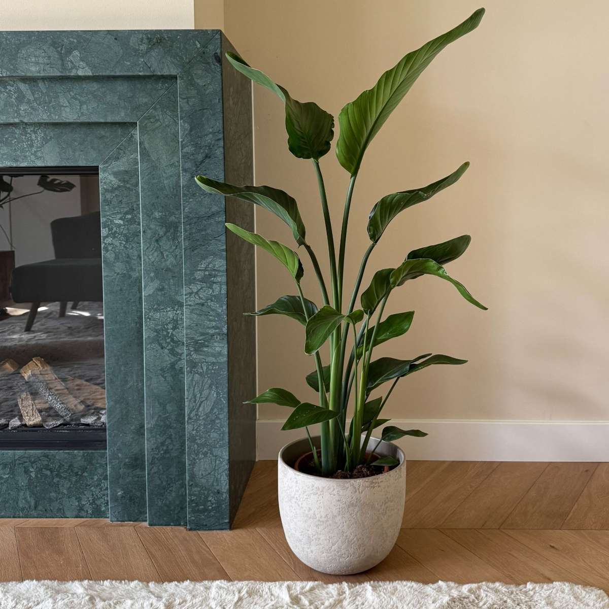 Strelitzia Paradiesvogelblume - Strelitzie - Strelitzia Nicolai - Höhe 90-110Cm - ⌀21Cm