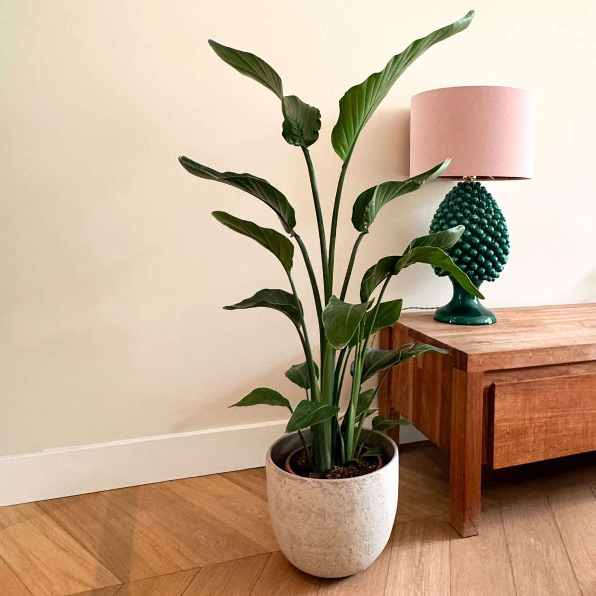 Strelitzia Paradiesvogelblume - Strelitzie - Strelitzia Nicolai - Höhe 90-110Cm - ⌀21Cm