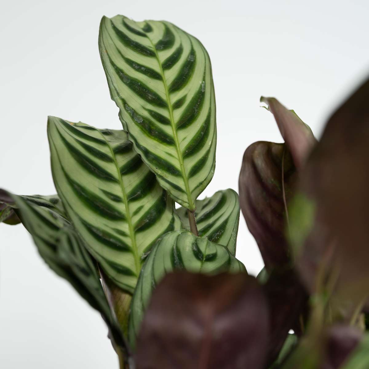 Other Green Houseplants Einfache Zimmerpflanzen - 4 Stk - Höhe 25-40Cm - ⌀12Cm